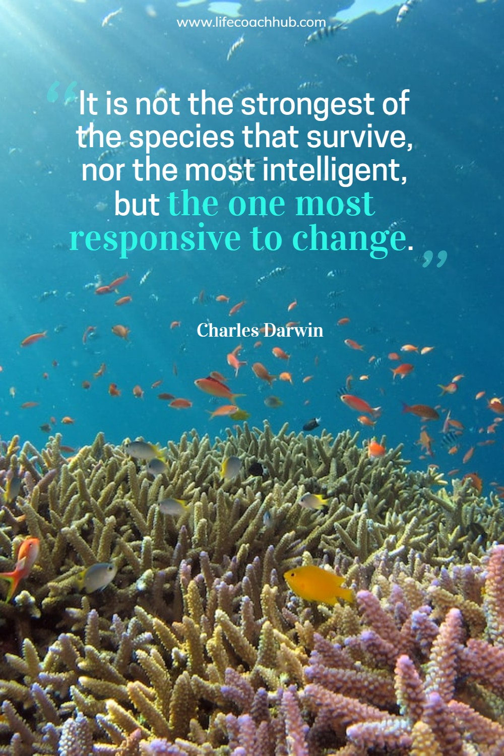 It is not the strongest of the species that survive, nor the most intelligent, but the one most responsive to change. Charles Darwin Coaching Quote